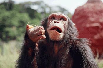 chimpscared.JPG