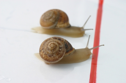 snail.jpg